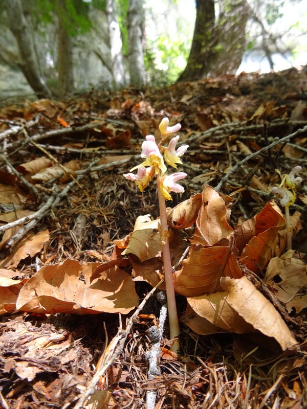 Epipogium aphyllum